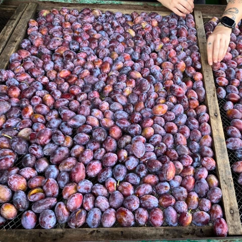 LES VERGERS DE SAUVAGNAS