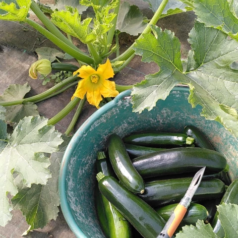 La Ferme des Tilleuls