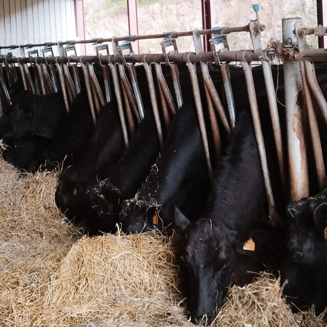 Galerie - LA FERME DE  L'ETOILE NOIRE