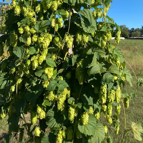 Houblon des Alpes