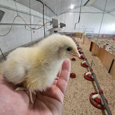 FERME DE LA BROSSE