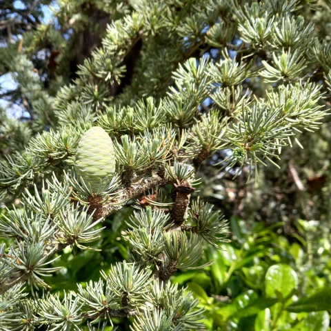 L'Harmonie des Simples