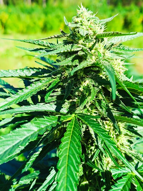 Biscanna 40
