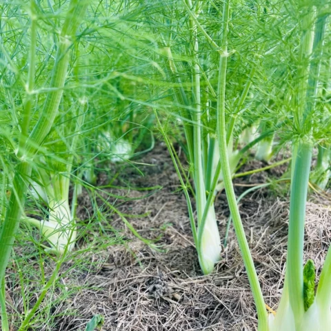 La ferme du Guiros