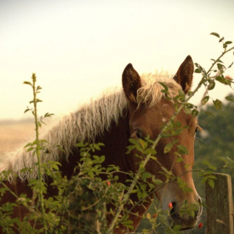 La Ferme de  Cabr'à roque