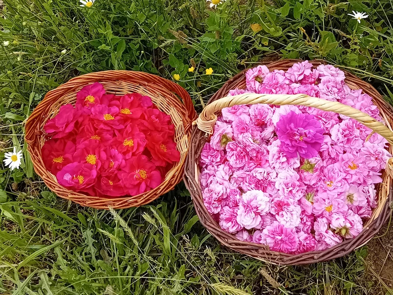 Ateliers thématiques - LA FERME NATURE