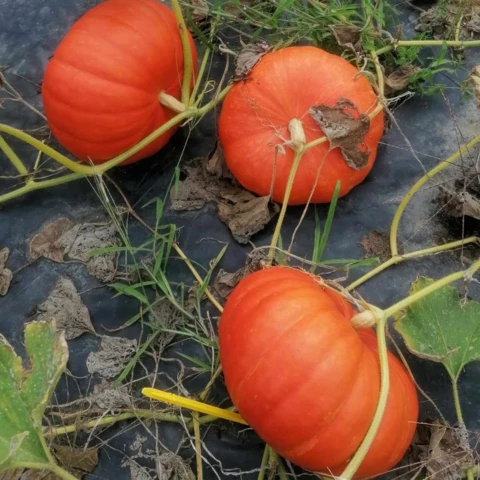 Les Délices de Nanou