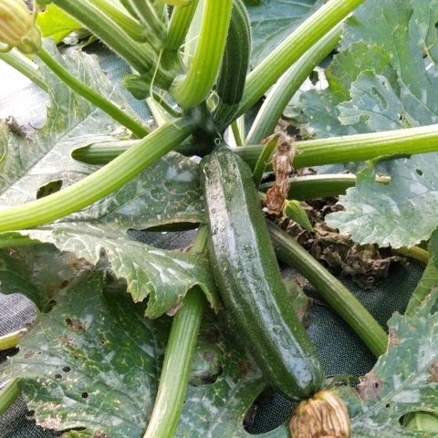 Les courgettes vertes ! - Au Jardin du Bonheur