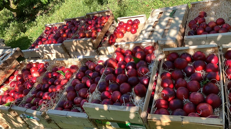 Arrivée imminente des pêches ! - LES VERGERS DE SAUVAGNAS