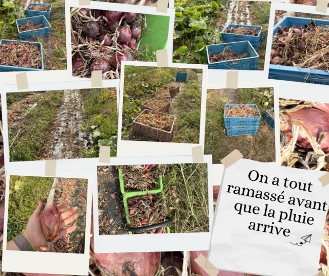 Galerie - Au jardin de l'Artois