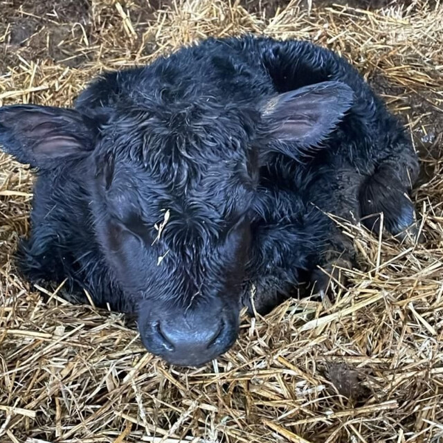 Galerie - LA FERME DE  L'ETOILE NOIRE