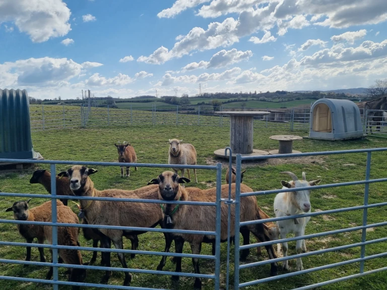 🎈 Evènements - Le Marché des Gônes