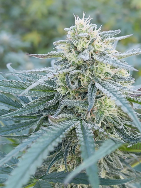 Biscanna 40
