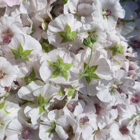 L'Harmonie des Simples