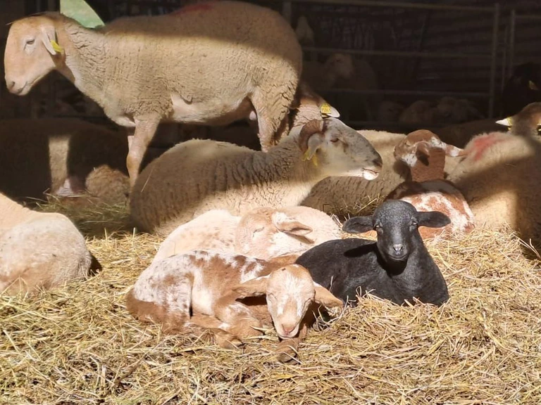 Une viande que nous voulons tendre, savoureuse et bien finie. - LA BERGERIE DU FREYCHE
