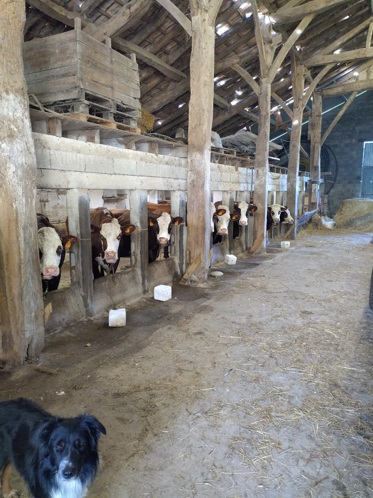 Nos vaches Abondance et la production laitière - Ferme de Marouty