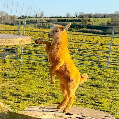 Le Marché des Gônes