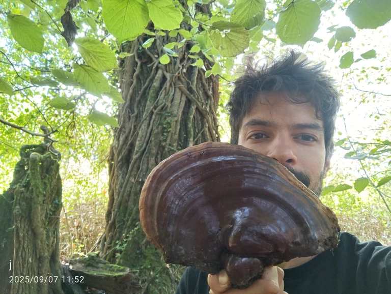 # Reishi (Ganoderma lucidum) - La Grotte aux Champignons