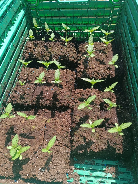 Biscanna 40