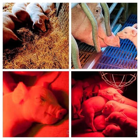 Ferme auberge du Pré Molaine