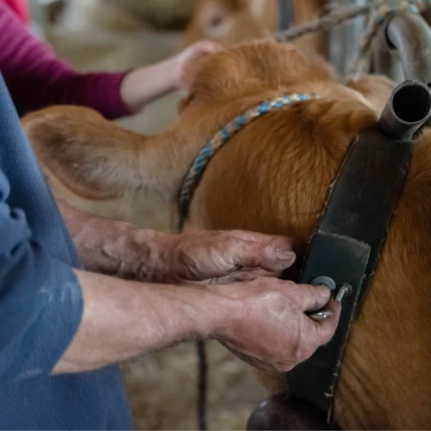 Ferme Pérarnaud