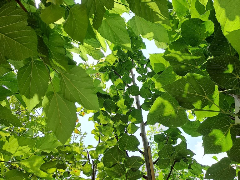 🔥 Résilience climatique : préparer les jardins de demain - ARBO&SENS