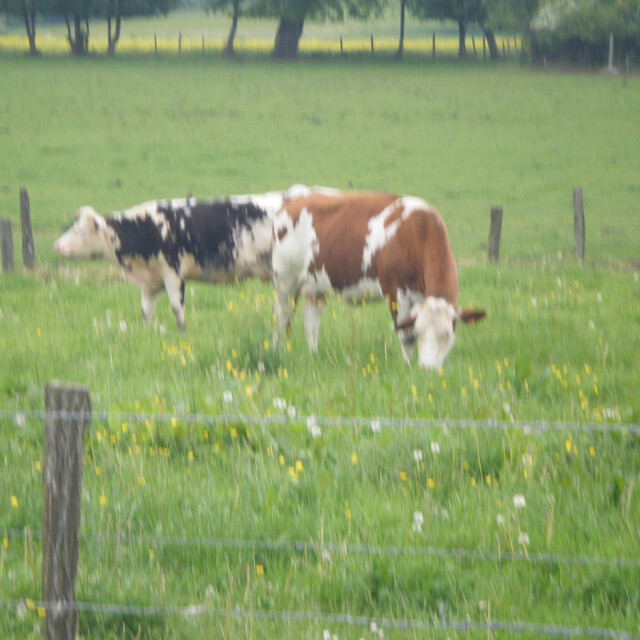 Galerie - La ferme d'Oliveau