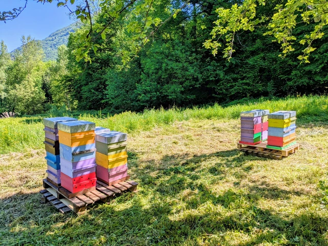 Galerie - Pauline Pollen - Apicultrice