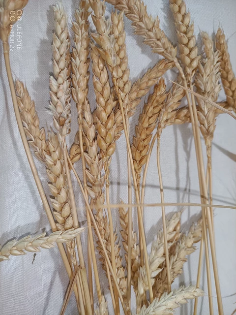 les différents épis de blé - MOULIN TRACOL
