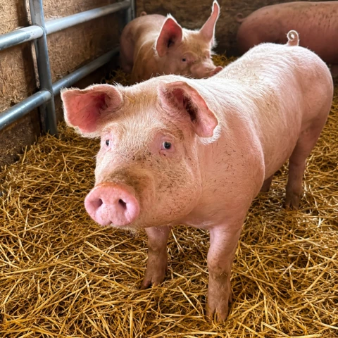 La Ferme De La Bauberie