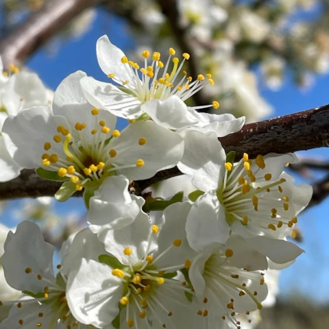 LES VERGERS DE SAUVAGNAS