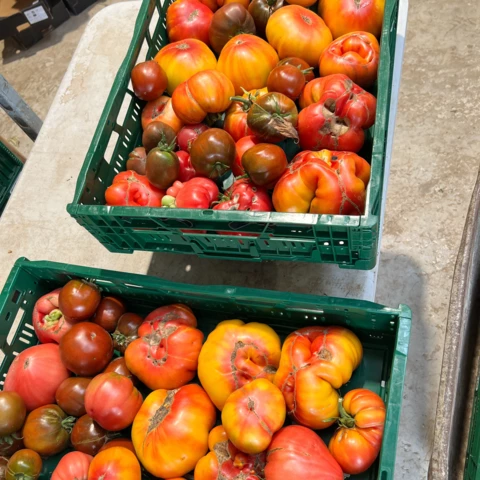 Des tomates à foison - Jardin d'E-Den