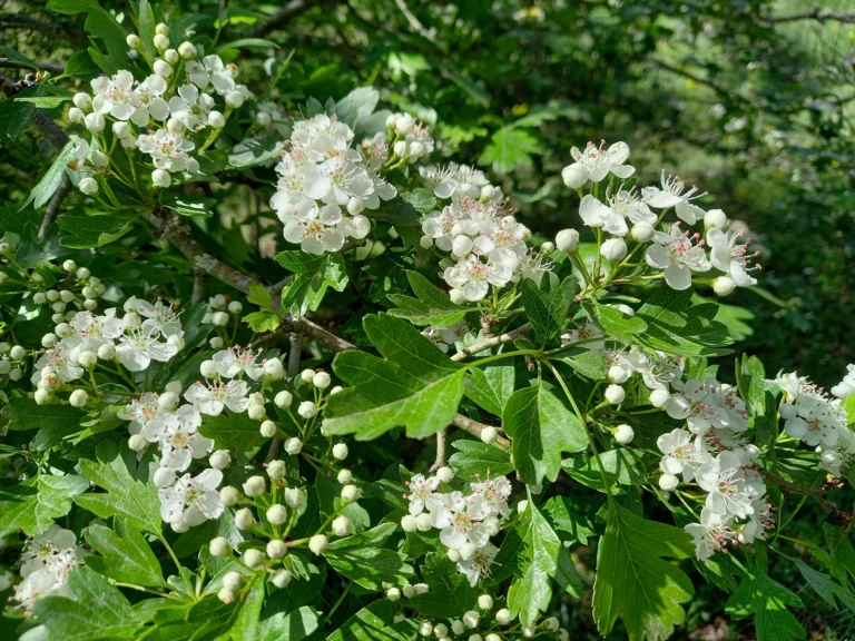 Qui suis-je ? - L'Harmonie des Simples