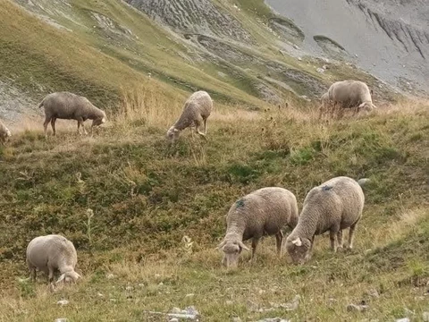 GAEC l'agneau du gardon