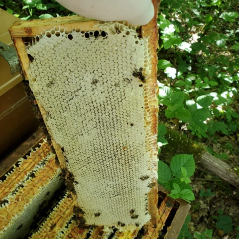 L'Abeille et les Reines d'Argonne