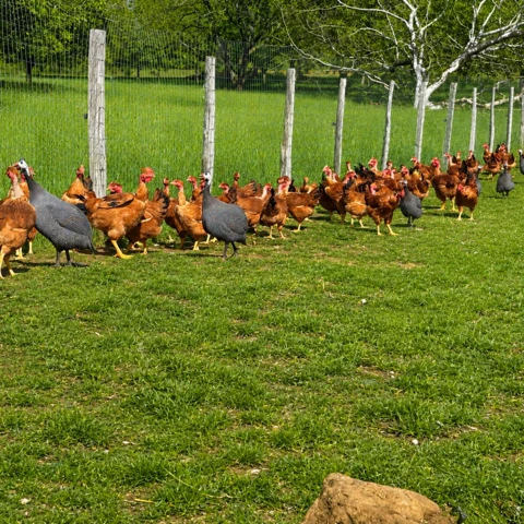 La Ferme De La Bauberie