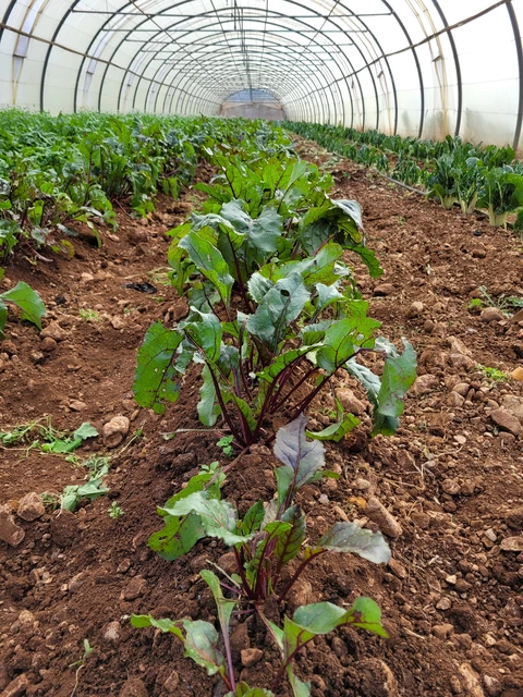 Cultisaveurs - Marion & Valentin Nardi