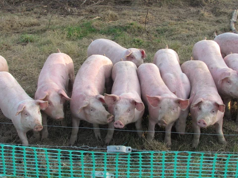 Ferme de Ribièras