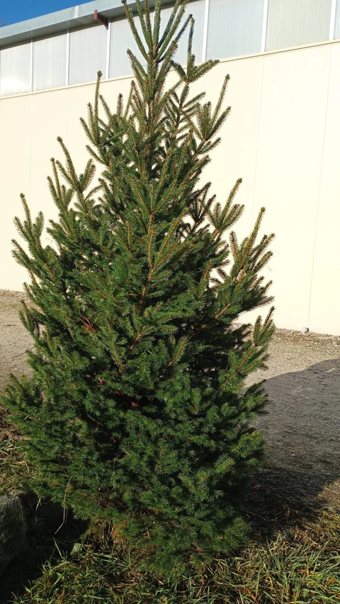 LES VERGERS DE SAUVAGNAS