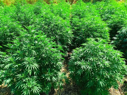 Biscanna 40