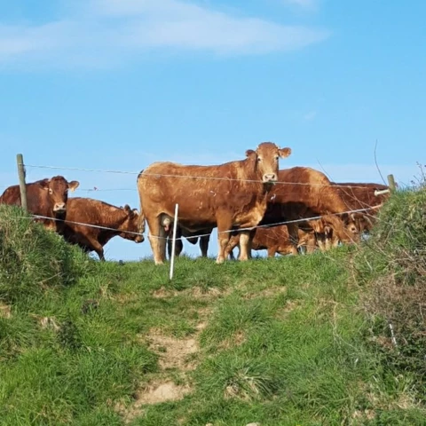 La Ferme D'Enez Rouz