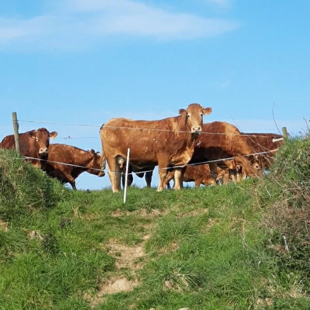 Galerie - La Ferme D'Enez Rouz