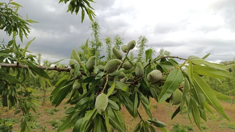 LES VERGERS DE SAUVAGNAS