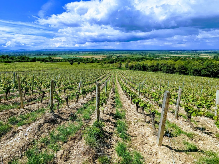 Visite des vignes - Domaine Emilien Perrousset