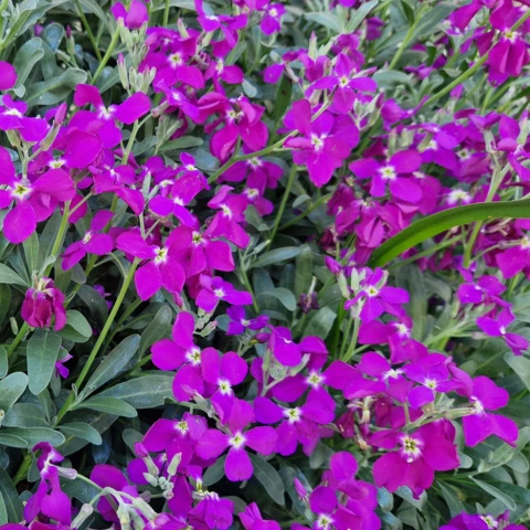 PEPINIERE DE FLEUR EN FLEUR