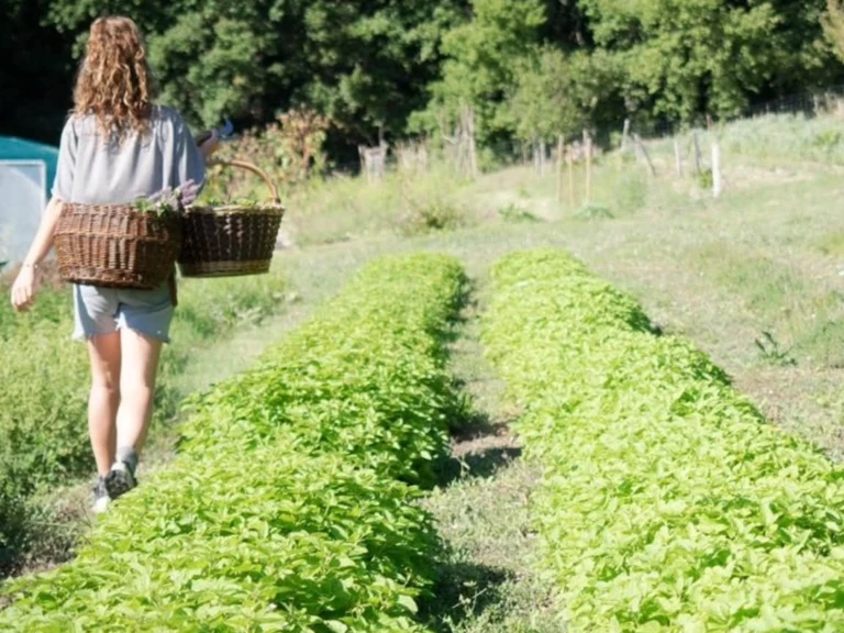 Louise Landès - Paysanne herboriste et collaboratrice de La Place aux Herbes - La Place aux Herbes
