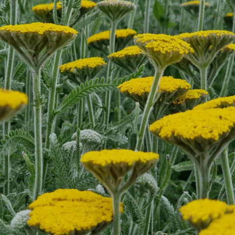 PEPINIERE DE FLEUR EN FLEUR