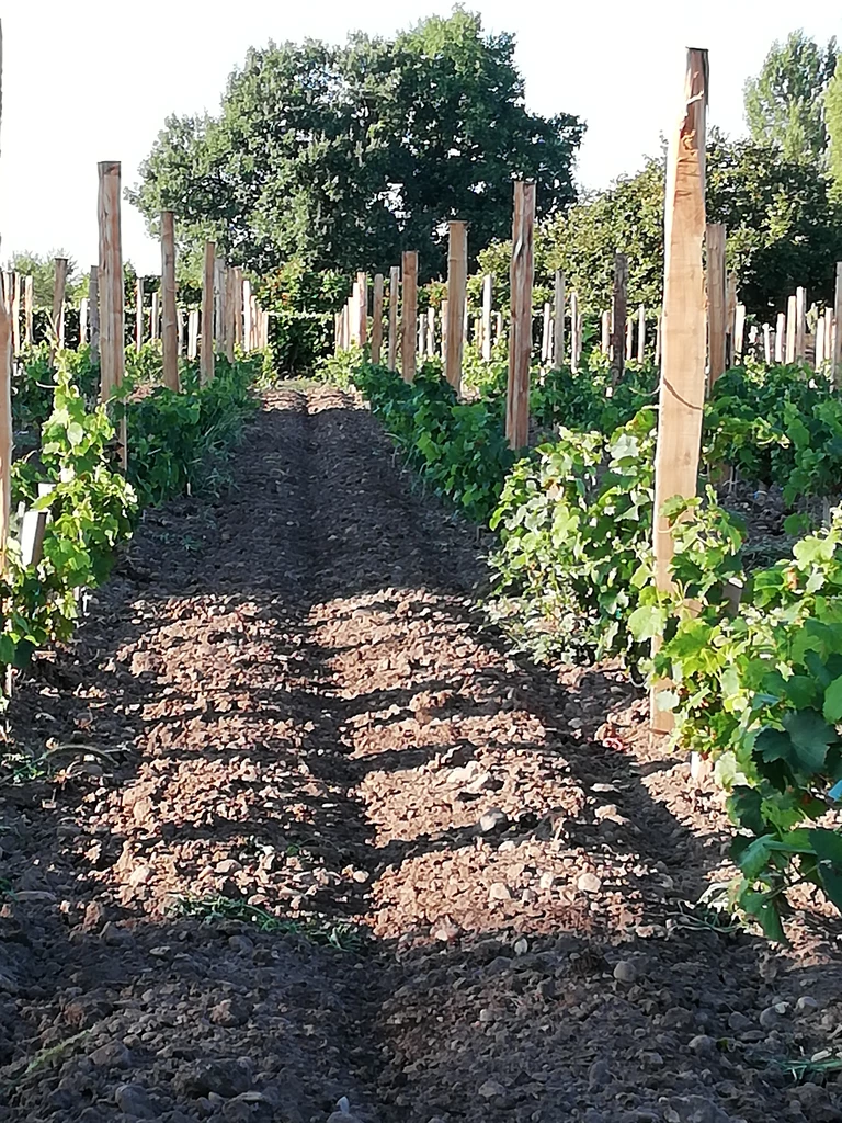 Notre vignoble - DOMAINE DES ROUILLATS