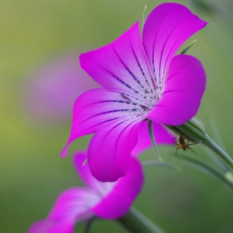 Ferme florale du Salabert
