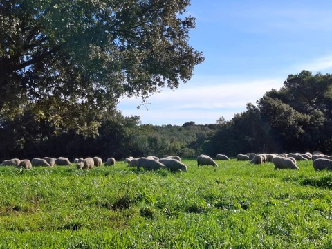 GAEC l'agneau du gardon